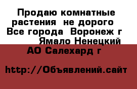 Продаю комнатные растения  не дорого - Все города, Воронеж г.  »    . Ямало-Ненецкий АО,Салехард г.